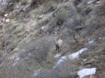 Mountain sheep appears to be considering the photographer - Kitty Mountain sheep appears to be considering the photographer - Kitty