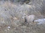 Mountain sheep continues upward once Kitty moved aside Mountain sheep continues upward once Kitty moved aside
