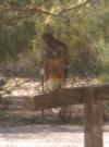 Patterned chest feathers clearly visible