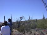 Hawk lands; another perched on saguaro at right Hawk lands; another perched on saguaro at right