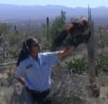 Harris Hawk takes food scrap from gloved fingers while resting on caretaker's gloved arm Harris Hawk preens feathers while resting on caretaker's gloved arm