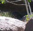 There is a deer in there! There is a deer in there!