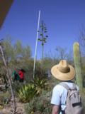 6 months of growth for Century Plant flower stalk 6 months of growth for Century Plant flower stalk