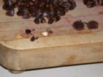 Nuts from beech tree - lots of work to get to the meat