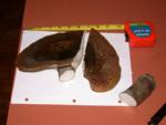 Slightly depressed cap measures 10.5 inches at widest Slightly depressed cap measures 10.5 inches at widest