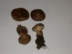 Gilled & looks like a russula - plentiful but not for eatingt Gilled & looks like a russula - plentiful but not for eating