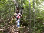 The roots of the largest of the sprouter trees