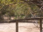 Doves make use of hitching post too