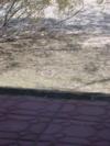 Ground squirrel soaks in mid-January sun