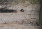 Dirtbathing for two quails in backyard