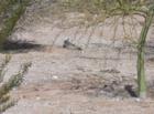 Gambil's quail pauses during mid-January dirt bath in our yard