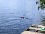 Tightly bunched group of ducks pass by end of our dock Tightly bunched group of ducks pass by end of our dock