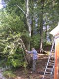2 small birch trunks eliminated first 2 small birch trunks eliminated first