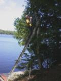 Safety belt in place for this tree cutting work
