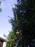 Paul begins cut for topping birch Paul begins cut for topping birch