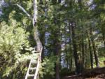 Paul tightens the winch for more tension on tree