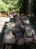 Only one mutated area seen on cherry tree trunk Only one mutated area seen on cherry tree trunk