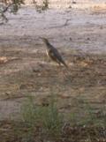 Peg hurries her stride/hop to catch up with male (mate?)