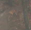 It's definitely a red fox