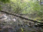 Downed tree stream-side of the Little Straggle outlet