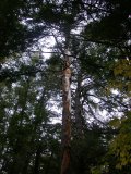 Power line visible this side of tree Power line visible this side of tree