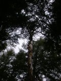 Many branches could be broken by hand as he climbed