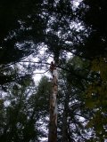 Power saw sent up from ground for larger branches
