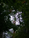 This is about as far up as climber found the tree to be sufficiently solid