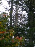 Pull line is secure in the tree