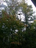 Tree top can be seen pulled slightly to the left Tree top can be seen pulled slightly to the left