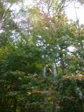 With final cut and pull, tree begins its fall - quickly
