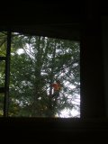 Agility and light weight is necessary to get up neighboring smaller live tree Agility and light weight is necessary to get up neighboring smaller live tree