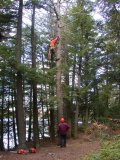 Climbing of last tree is underway Climbing of last tree is underway