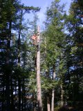 Power saw is 'put aside' - dangling from belt Power saw is 'put aside' - dangling from belt