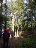Last topping cut on 3rd & last tree