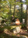 A lot of birch for fires