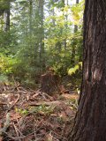 The hemlock stump still 'stands'