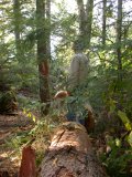 Lots of remaining trees - and more sprouting up all the time