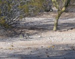 Pair move off after some untypical quail food
