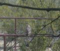 Hawk on corral had just been on back patio railing Hawk on corral had just been on back patio railing