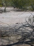 Remaining mesquite leaves are apparently worth the crawl out on little limb Remaining mesquite leaves are apparently worth the crawl out on little limb