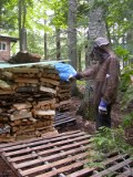 Some of lower layer of bark may have collapsed