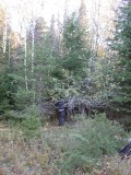 Paul has started the 'rescue' process; earlier downed evergreen in foreground Paul has started the 'rescue' process; earlier downed evergreen in foreground
