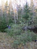 Paul has removed another encroaching evergreen Paul has removed another encroaching evergreen