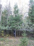 Paul has sawed partly through and pushes on the largest of evergreens to be removed Paul has sawed partly through and pushes on the largest of evergreens to be removed