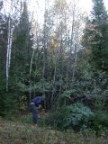 Large lower branches removed from felled large evergreen Large lower branches removed from felled large evergreen