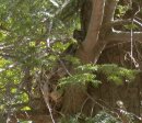 Better view of robin in the nest