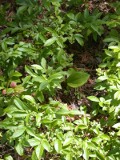 Good number of unripe berries on June 22