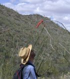 Paul got a pretty close look at this blooming ocotillo stalk