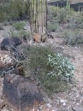 Brittlebush on right, but don't know about it's 'partner'